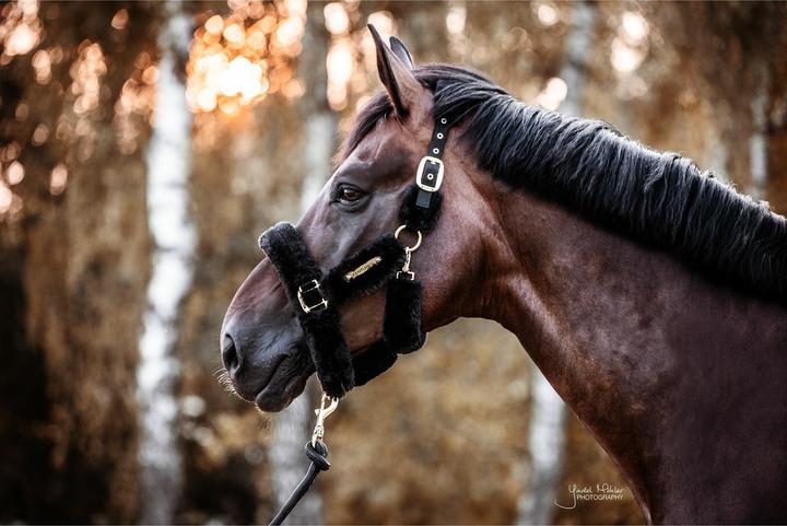 Image du produit Kentucky Horsewear Licol en peau d'agneau