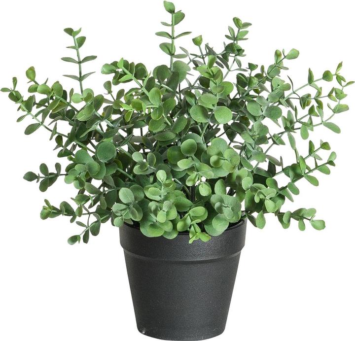 Botanic-Haus Eucalipto (21 cm)