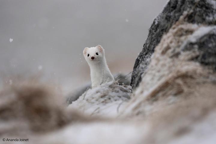 Image du produit Sony FE 400-800mm F6.3-8 G OSS (Sony E, Plein format)