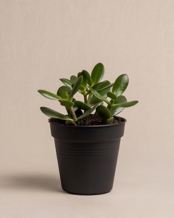 Image du produit feey Arbre à argent (25 cm, Fraîchement rempotés)