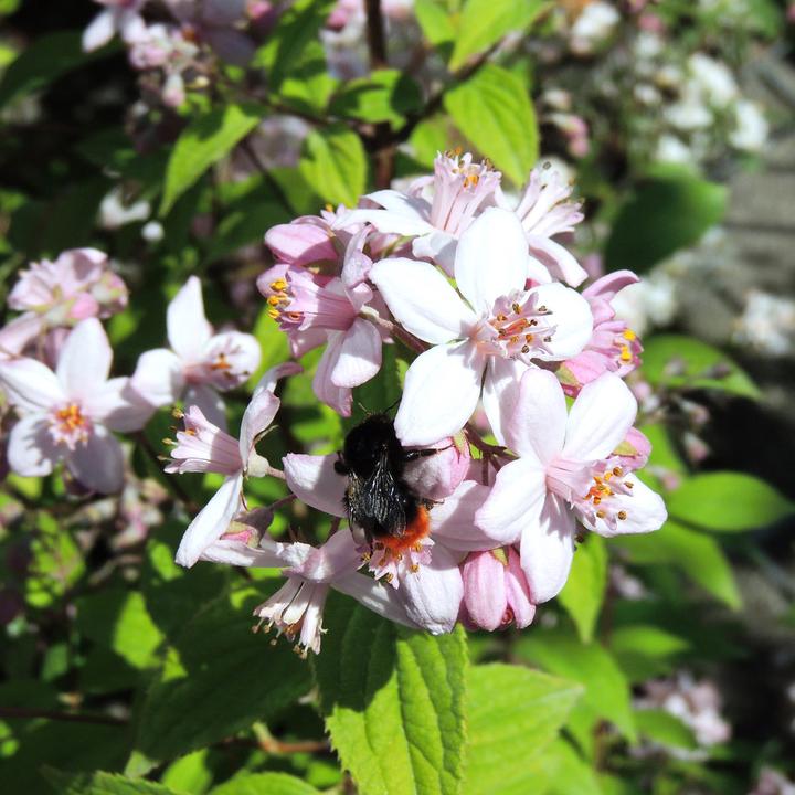 Produktbild Zulauf Rosen-Deutzie / Deutzia hyb. 'Mont Rose' (100 cm)
