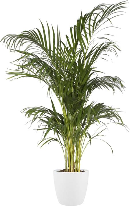 Image du produit Elho Bruxelles (16 cm)