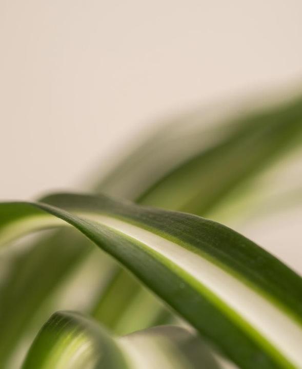 Actual product image feey Grünlilie (25 cm, Freshly repotted)