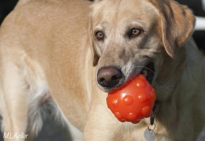Image du produit Jolly Pets Jumper Ball Orange 10cm - (JOLL080N) (Jouet à balle chien)