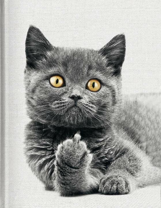 Produktbild Tushita Cat - Blankbook (Liniert, Harter Einband)