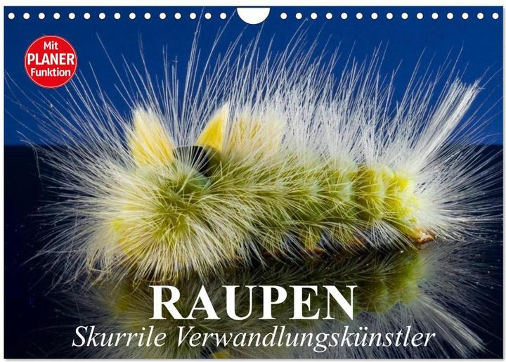 Immagine prodotto Raupen. Skurrile Verwandlungskünstler (Wandkalender 2025 DIN A4 quer), Monatskalender (A4, Tedesco)