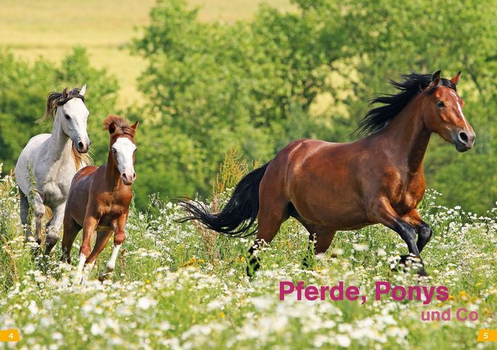 Actual product image Tessloff WAS IST WAS Erstes Lesen Band 7. Pferde und Ponys (German, Christina Brown, Annelie Stenzel, 2019)