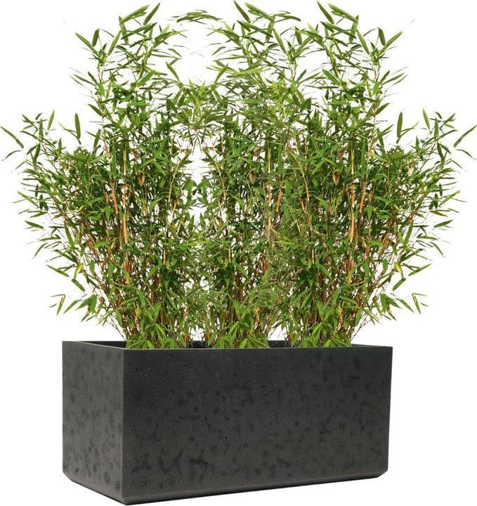 Immagine prodotto Kirschke Rockline (44 cm)