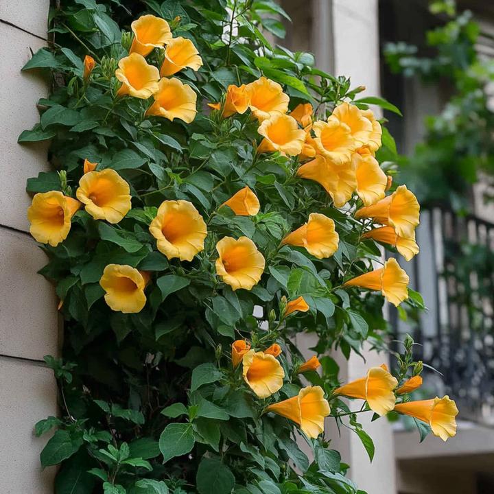 Immagine prodotto Plant in a Box Campis radicans 'Flava' - set di 2 rampicanti a tromba (110 cm)