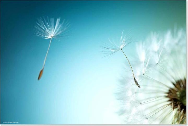 CoverYourDesk Desk Pad Flower (60 x 40 cm)