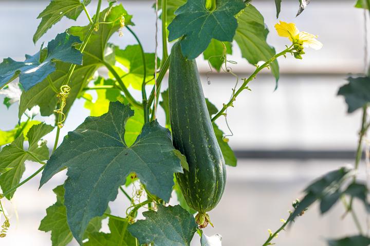 Image du produit Zollinger Bio Schwammkürbis (Luffa), Spongy (Graines de légumes)
