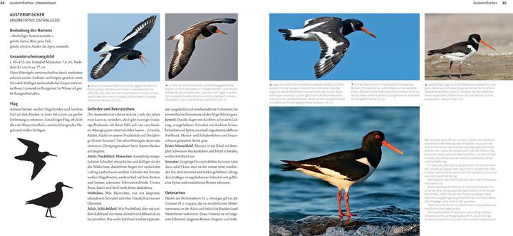 Produktbild Die Watvögel Europas (Deutsch, Kirsten Nutto, Martina Wiese, Lars Gejl, 2024)