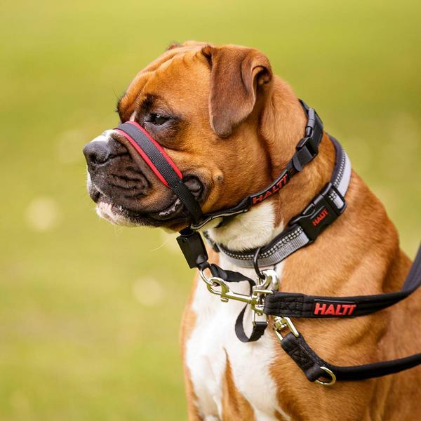 Immagine prodotto Company of Animals Halti Optifit Kopfgeschirr (S, Cane)
