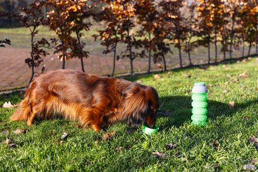 Produktbild Beeztees Trinkflasche (0.55 l)