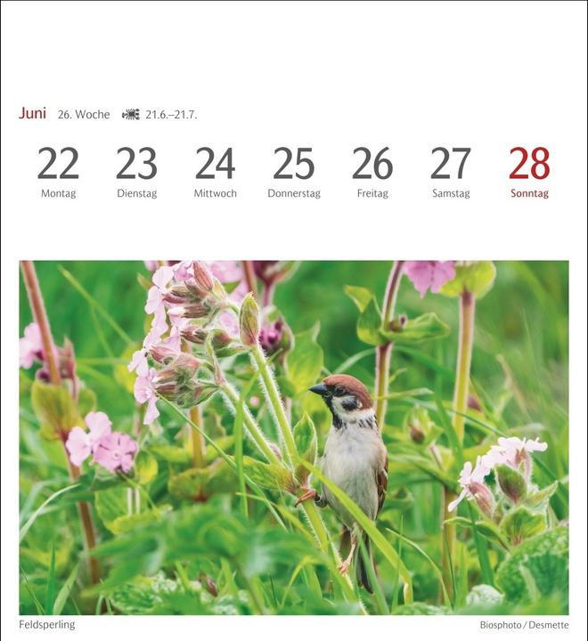 Produktbild Harenberg Heimische Vögel Postkartenkalender 2026 - Wochenkalender mit 53 Postkarten (Deutsch)