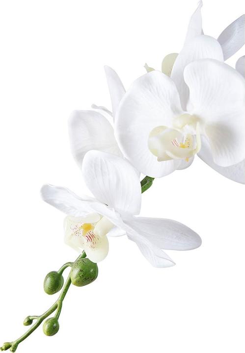 Immagine prodotto House Nordic Orchidea (47 cm)