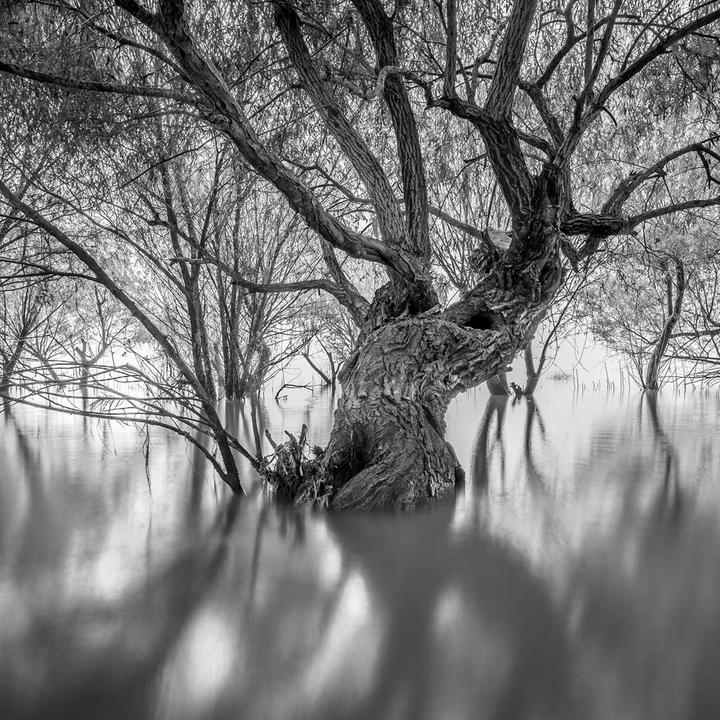 Produktbild Venus Optic Festbrennweite 10 mm F/2 Zero-D (Micro Four Thirds, Micro Four Thirds)