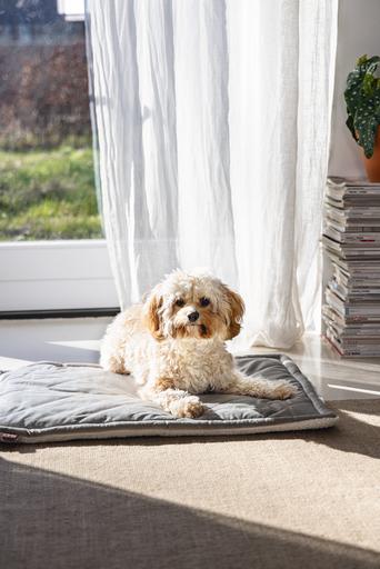 Productafbeelding Designed by Lotte Ligkussen Nalino (Hond)