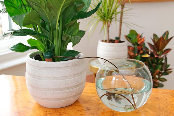 Actual product image Blumat Water dispenser (Clay cone)