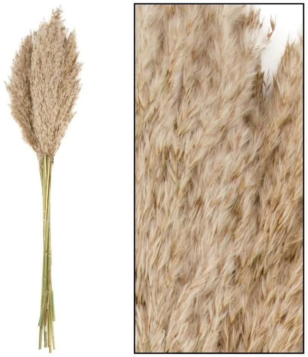 Actual product image Natura Punto Pampas grass (Pampas grass)