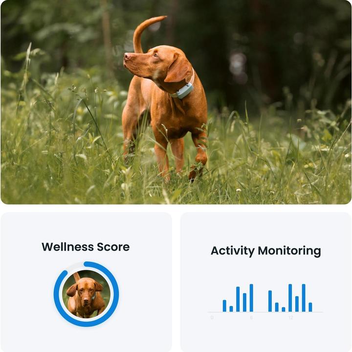 Image du produit Tractive GPS Tracker Dog 6 (Chien)