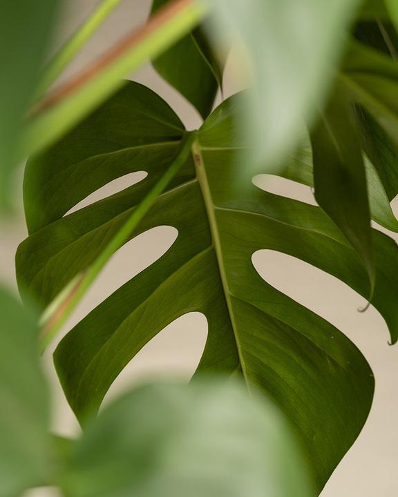 Immagine prodotto feey Monstera XL (125 cm, Appena rinvasata)