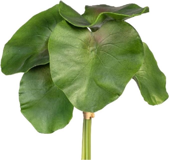 Produktbild Gasper Seerosenblätter (27 cm)