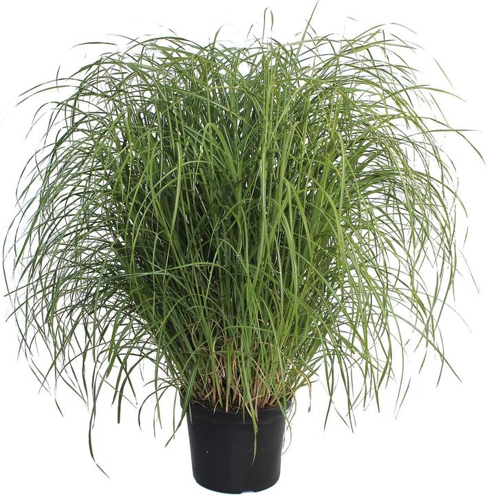 Image du produit Zulauf Chinaschilf / Miscanthus si. Flamingo (50 cm)