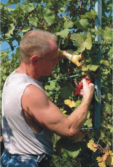 Immagine prodotto Felco forbici per fiori e frutta