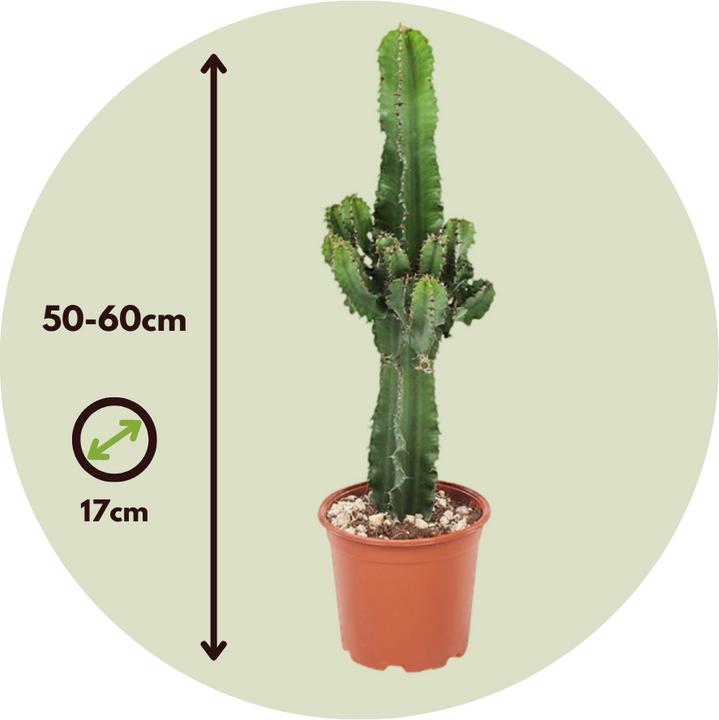 Produktbild Plant in a Box Euphorbia ingens - Kandelaber Euphorbie Kaktus (50 cm)