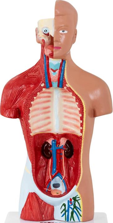 Produktbild Physa Torso Modell mit Organen Organmodell Anatomisches Modell Medizinmodell 1:1