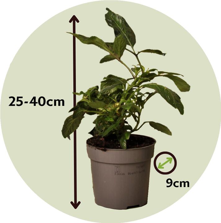 Produktbild Plant in a Box Solanum Muricatum 'Pepino gold' - 3er Set Melonenbirne (40 cm)