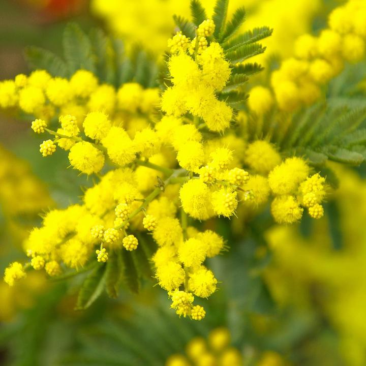 Actual product image Plant in a Box Acacia dealbata Mimosa - Mimosa plants set of 3 (40 cm)