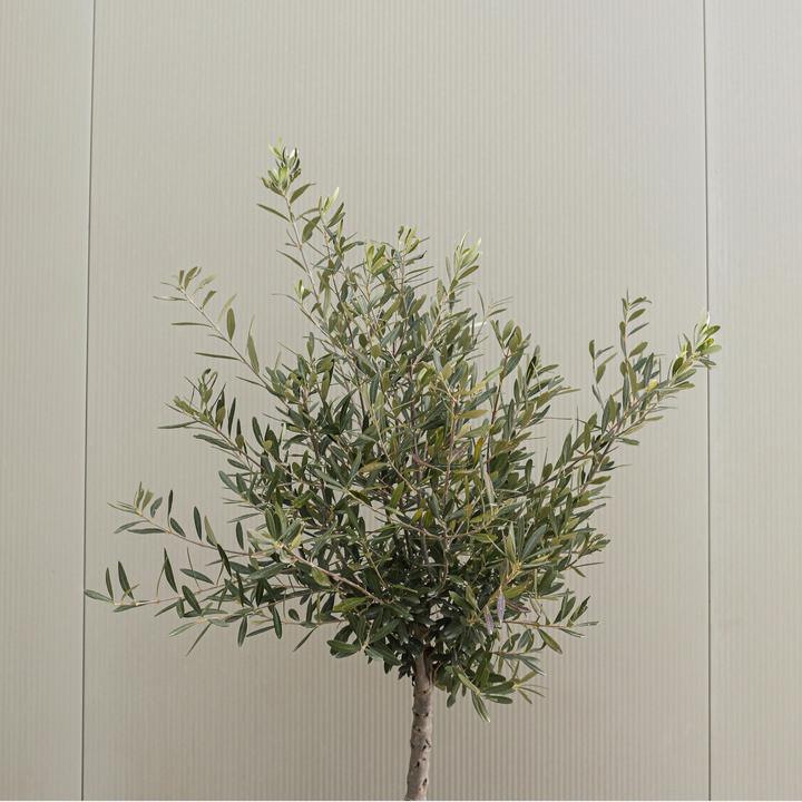 Produktbild Plant in a Box Olea Europaea - Olivenbaum (60 cm)