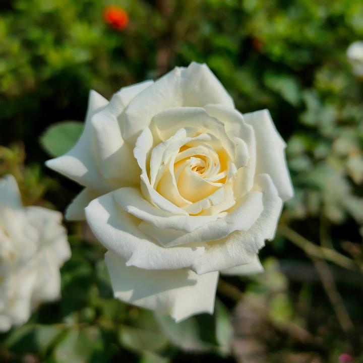 Actual product image Plant in a Box Rosa Palace 'Kailani' - set of 2 stem roses (80 cm)