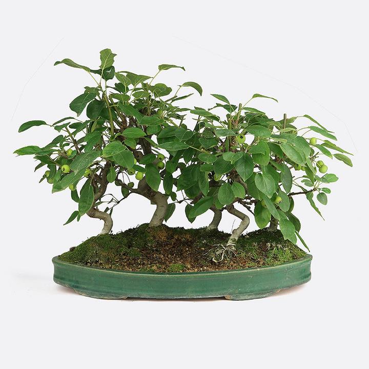 Image du produit Bonsai.ch Malus Pommier (35 cm)
