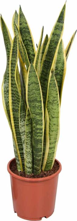 Plantlovers Sansevieria Trifasciata Laurentii (Bogenhanf) (65 cm, Frisch umgetopft)