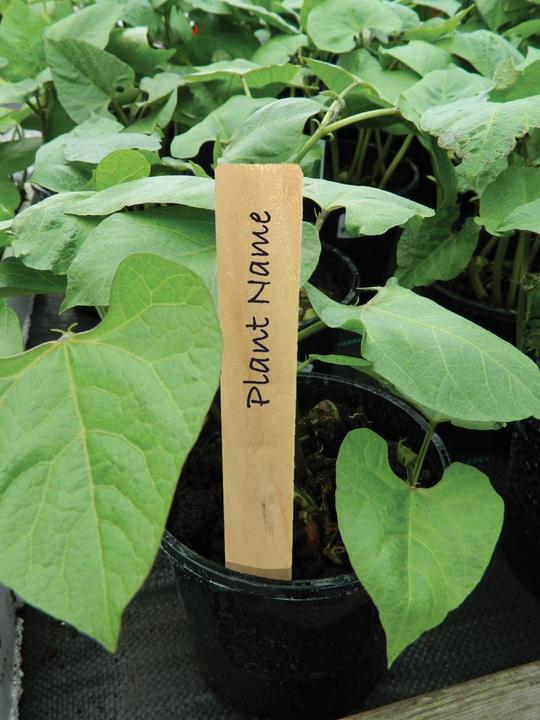 Immagine prodotto Garland Pflanzenetiketten aus Holz 13 cm