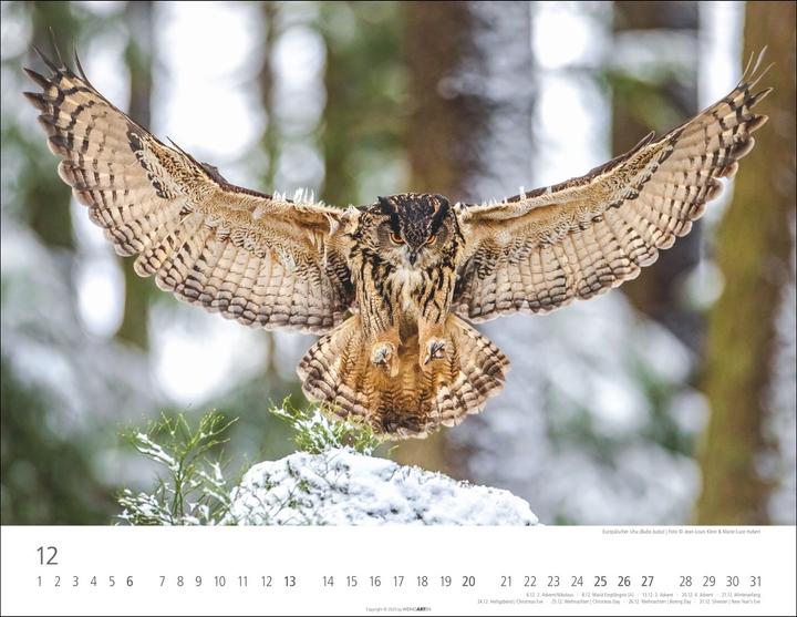 Actual product image Eulen Kalender 2026 (44 x 34 cm, Hardcover, German, English)