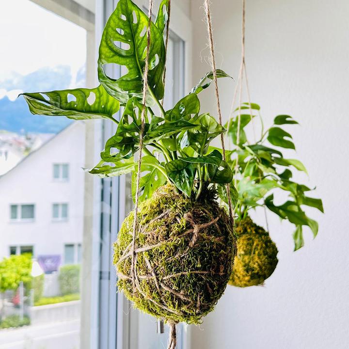 Immagine prodotto VEG and the City Kokedama "Foglia di scimmia