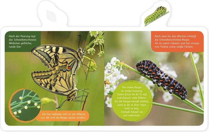 Image du produit Mein kleines Tier-Lexikon - Der Schmetterling (Allemand, Hannah Kastenhuber, 2020)