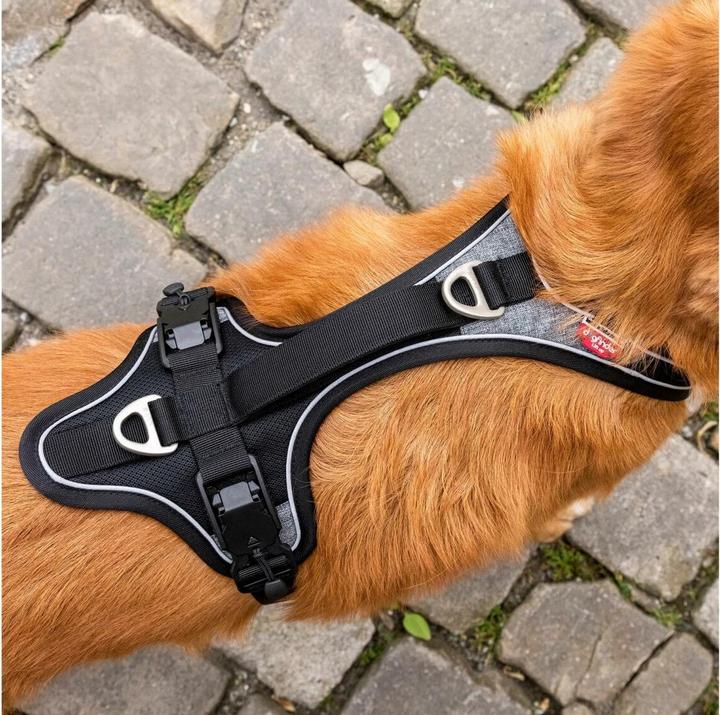 Produktbild Curli Geschirr Magnetic Belka Comfort (M, Hund, Allgemein)