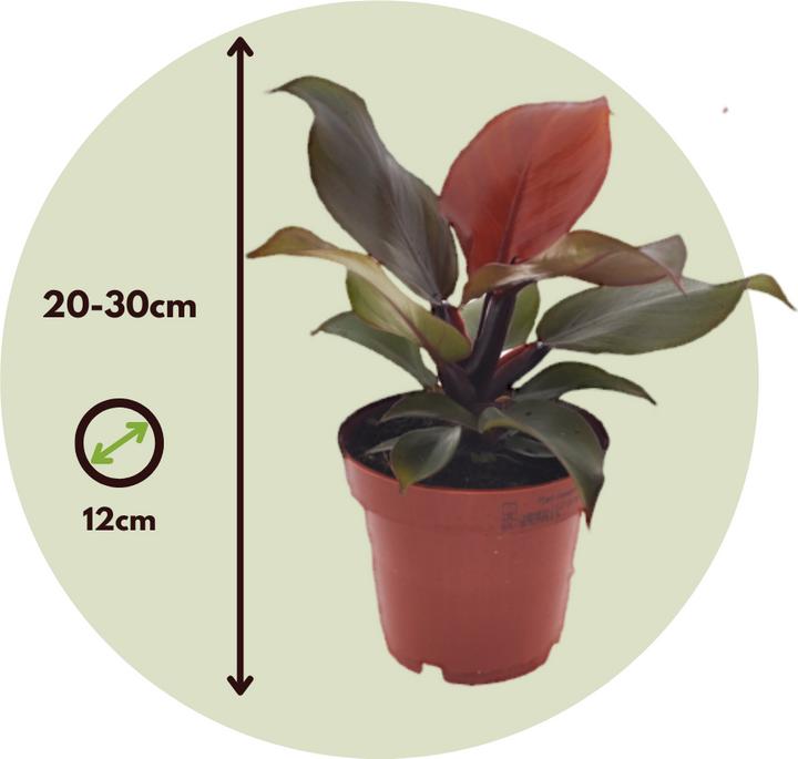 Produktbild Plant in a Box Philodendron Sun Light - 2er Set Baumfreund (20 cm)
