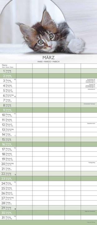 Produktbild Alpha Edition Familienplaner Kätzchen 2025, 19,5x45cm, Familienkalender mit 5 Spalten für (19.5 x 45 cm, Harter Einband, Deutsch)