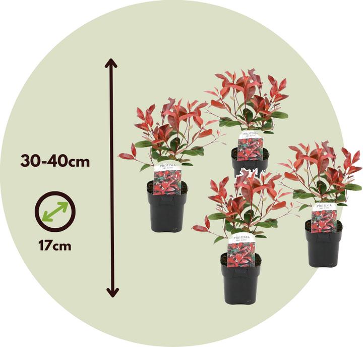 Actual product image Plant in a Box Photinia fraseri Red Robin - set of 6 loquat plants (30 cm)