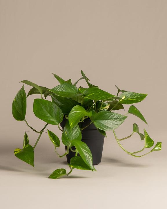 Produktbild feey Grosse Efeutute (70 cm, Frisch umgetopft)