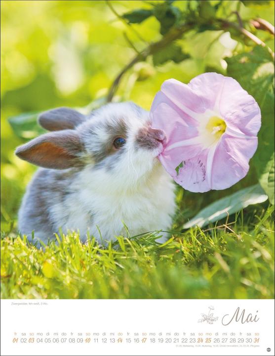 Produktbild Kaninchenkinder Posterkalender 2026 (34 x 44 cm, Harter Einband, Deutsch)