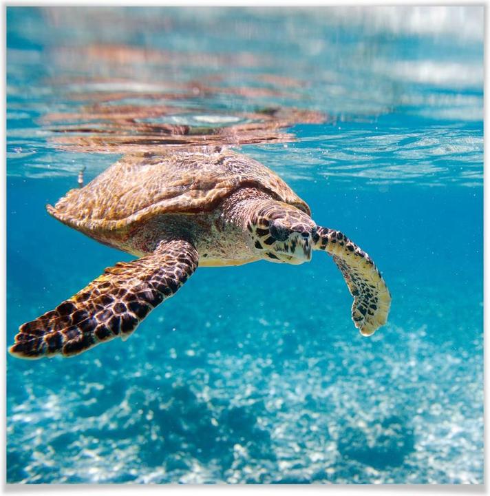 Actual product image Trenddeko Turtle traveling - square (50 x 50 cm)