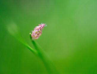 Actual product image Laowa 50mm f/ 2.8 2X Apo MFT (Micro Four Thirds, Micro Four Thirds)