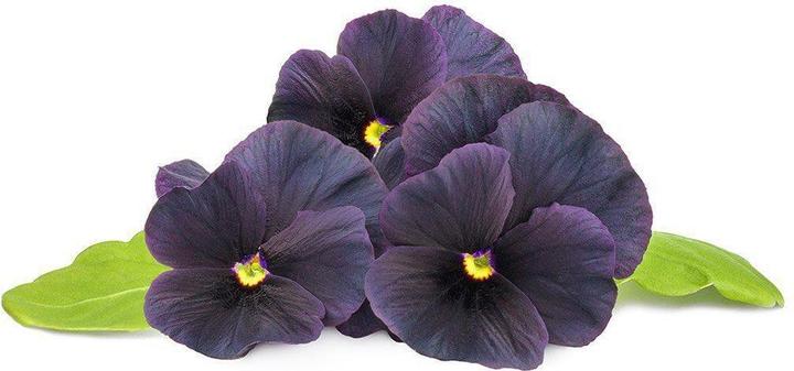 Image du produit Click and Grow Coussinets de plantes de pensées noires (Graines de fleurs)